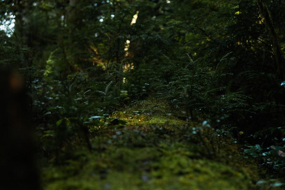 mousse verte sur tronc d’arbre brun