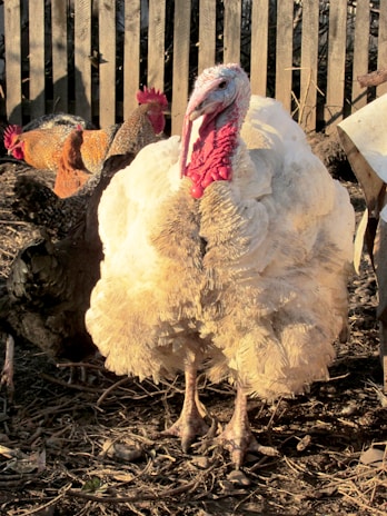 A large white turkey is standing in a dirt area, surrounded by a few other chickens. The setting appears to be a farmyard with a wooden fence in the background. The turkey has a prominent red wattle and rough, textured feathers. The ground is covered with scattered sticks and debris.