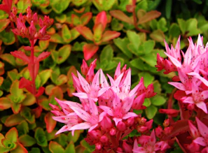 A bold, passionate scene from Proud and Passionate, alive with deep reds and vibrant pinks