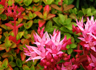 A bold, passionate scene from Proud and Passionate, alive with deep reds and vibrant pinks