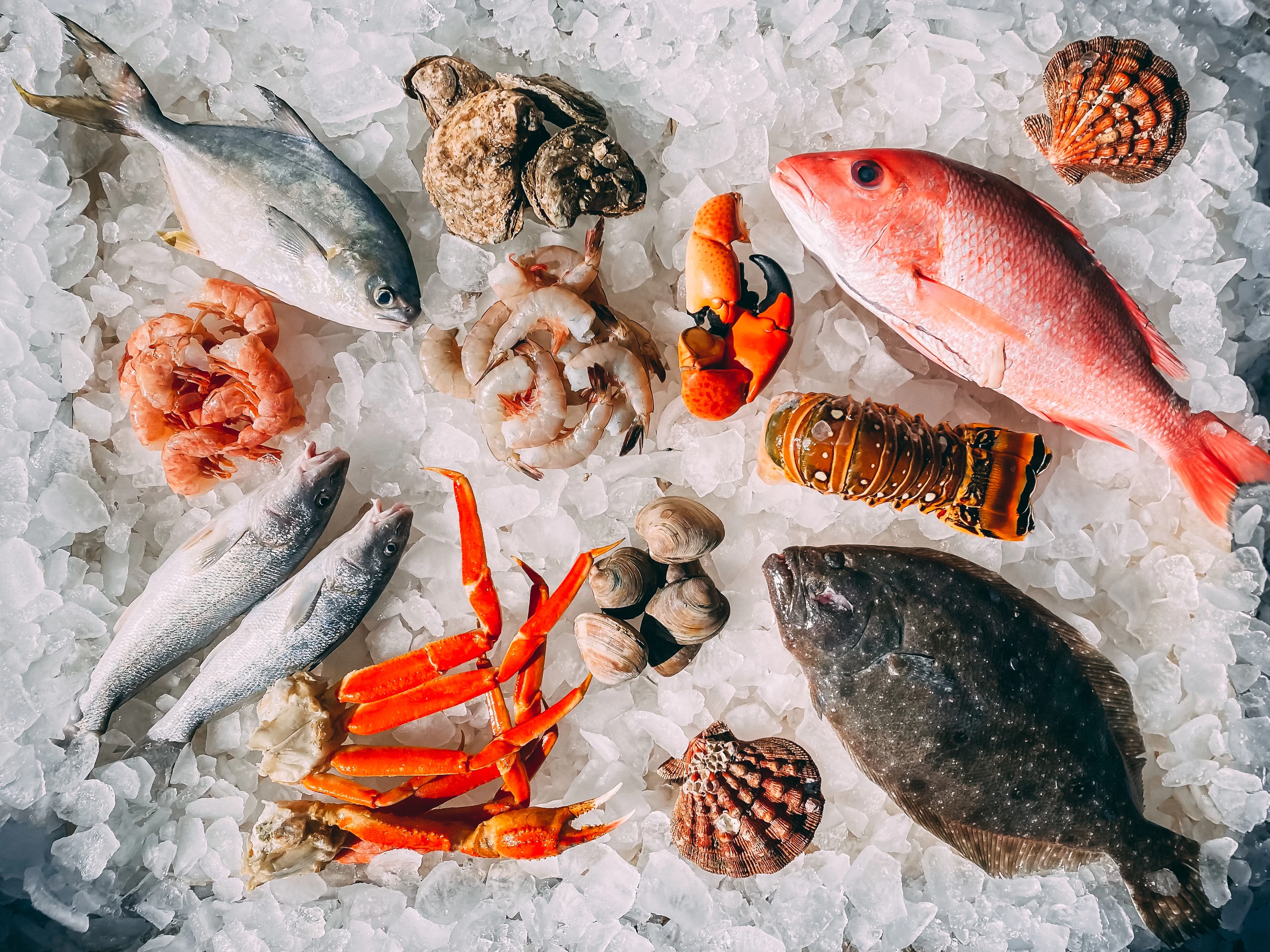 Fish Maw Buying Guide for Wholesale Buyers