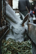 A white goat with prominent horns is leaning its head into a trough filled with hay, possibly eating. The setting appears to be a dimly lit barn or stable, with blurred people or objects in the background suggesting a busy environment.