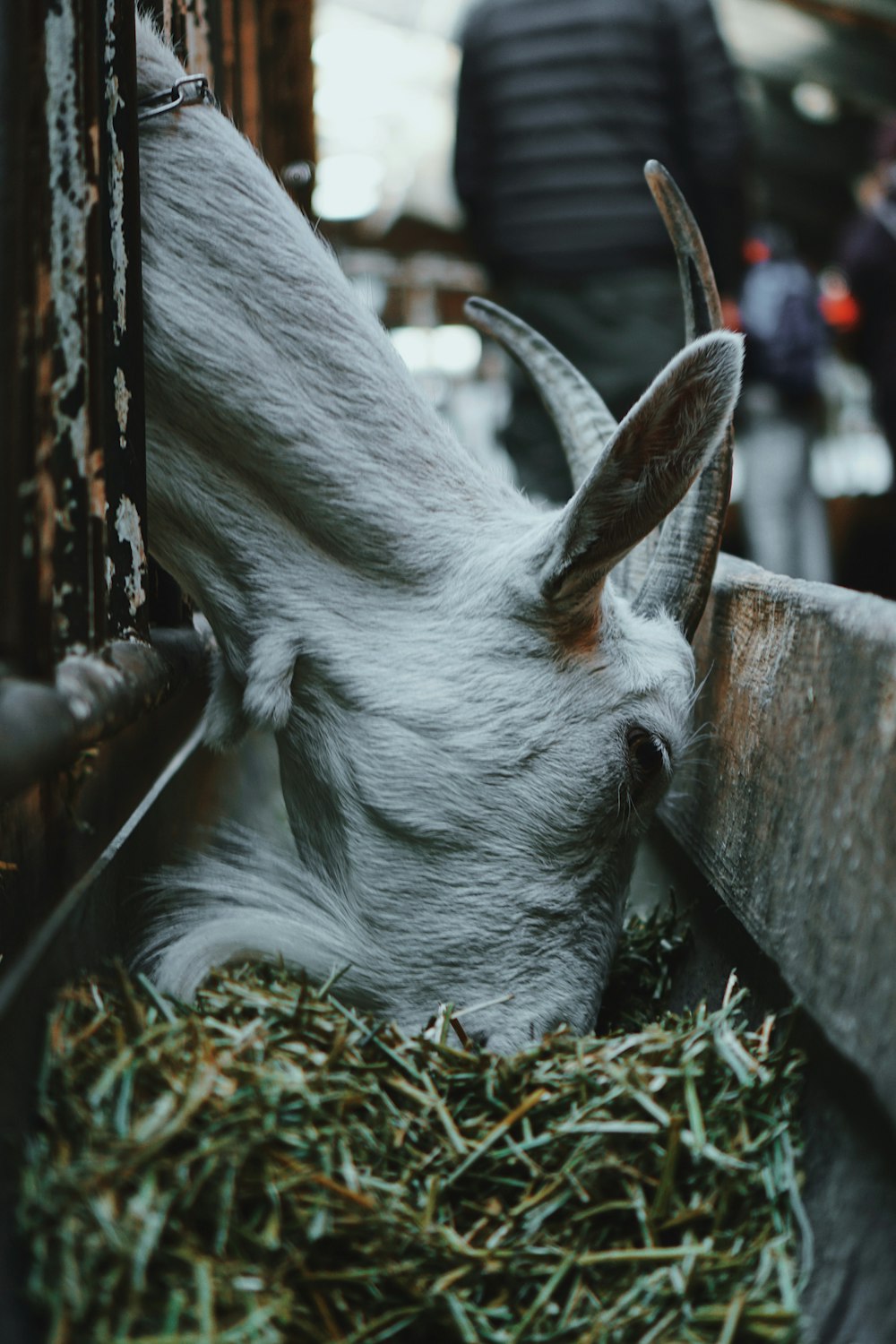 white horse eating grass during daytime