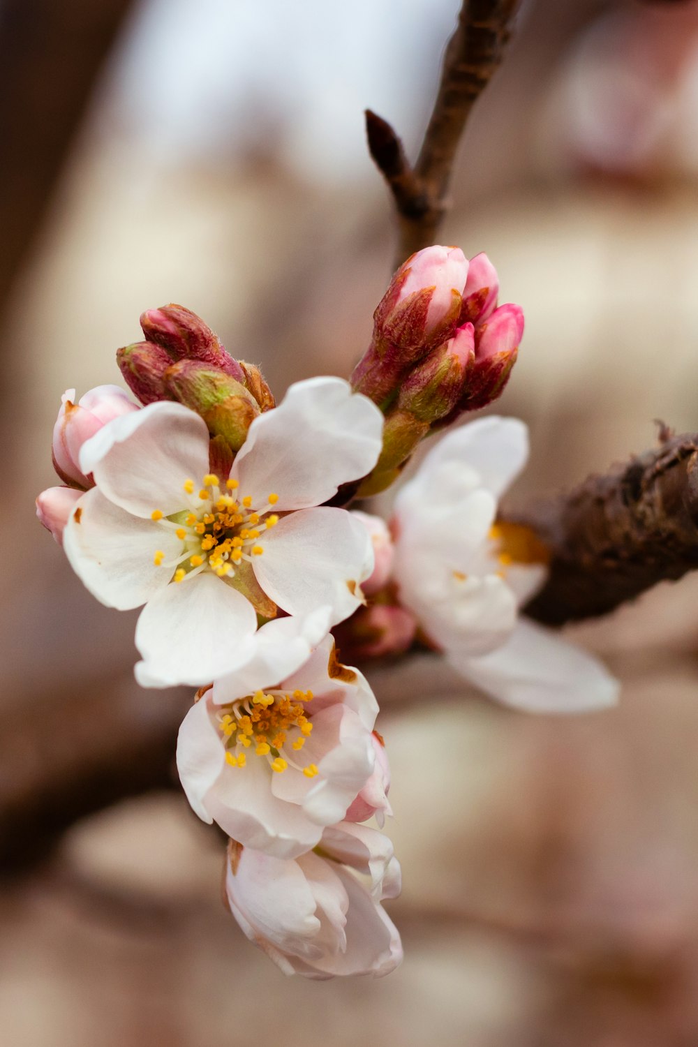 white and pink flowers in tilt shift lens