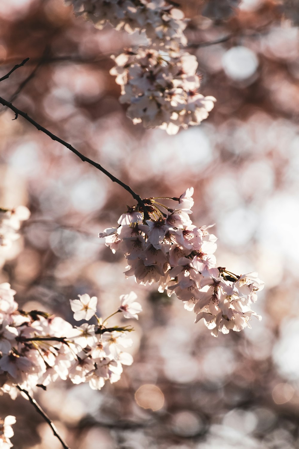 white cherry blossom in close up photography