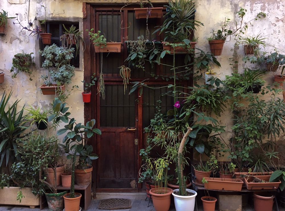 green potted plants near brown wooden door