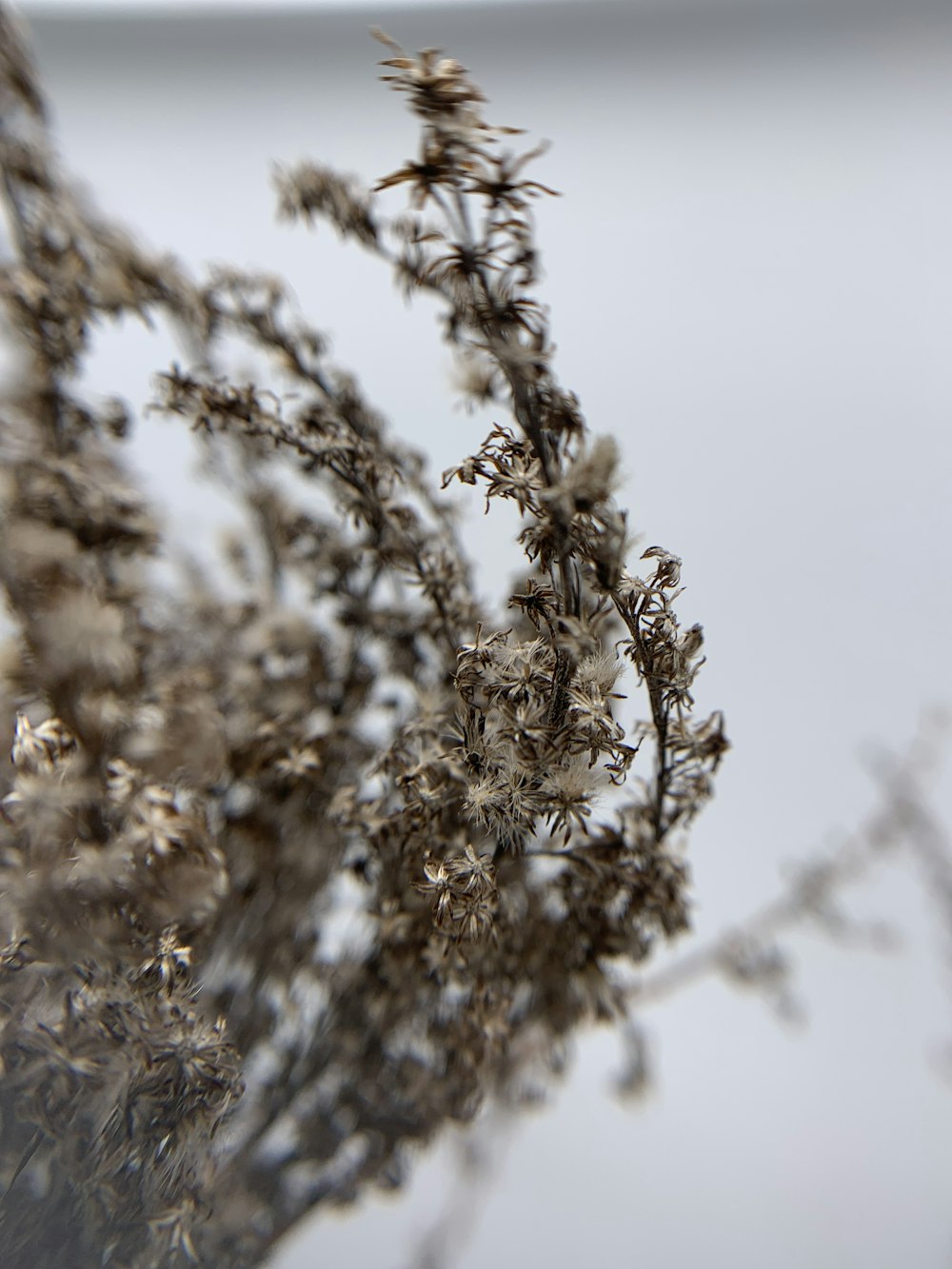 brown and white flowers in tilt shift lens