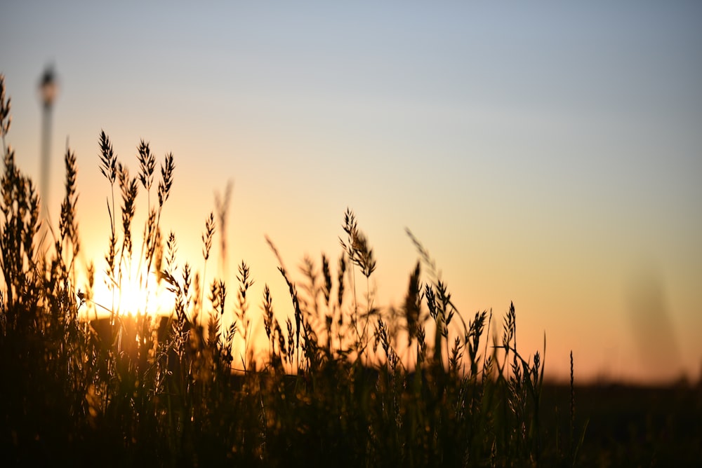 silhouette of grass during sunset