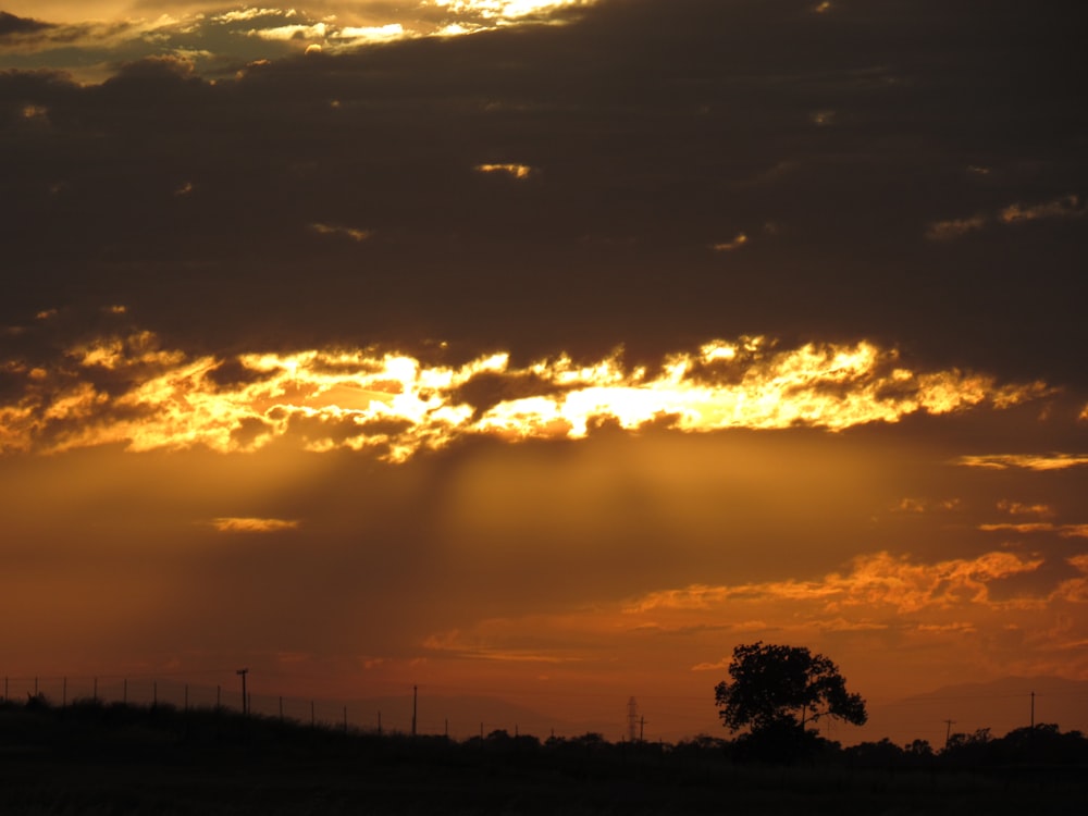 silhouette of trees during sunset