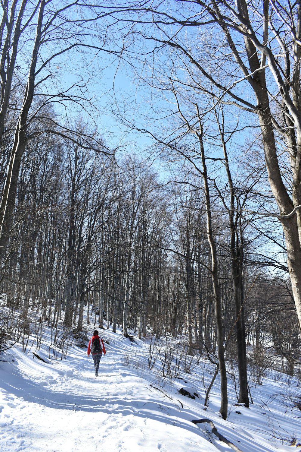 person in red jacket and black pants walking on snow covered ground near bare trees during