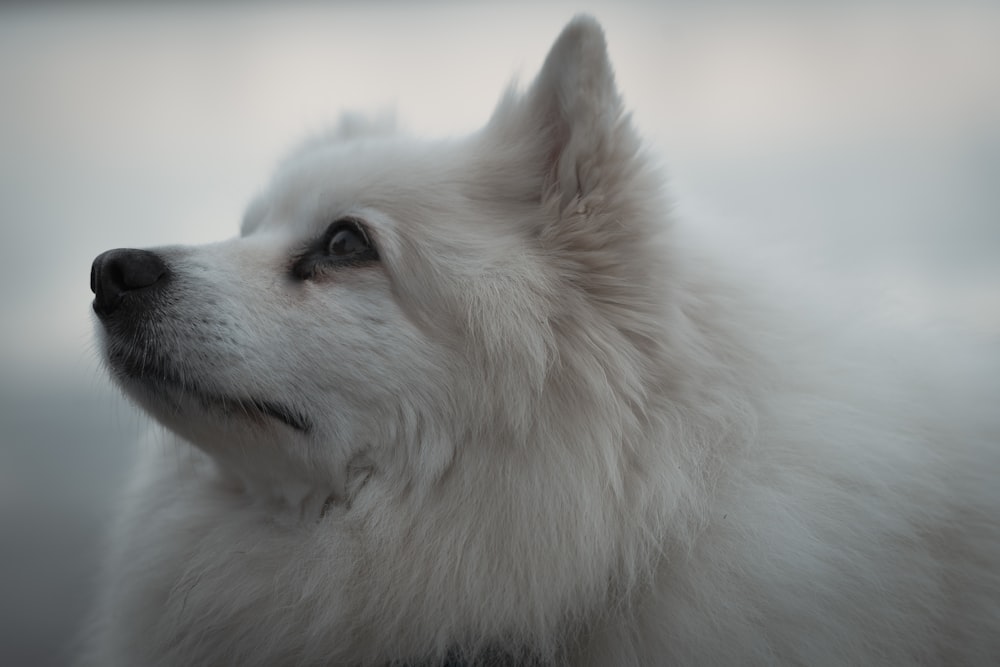 white long coat small dog