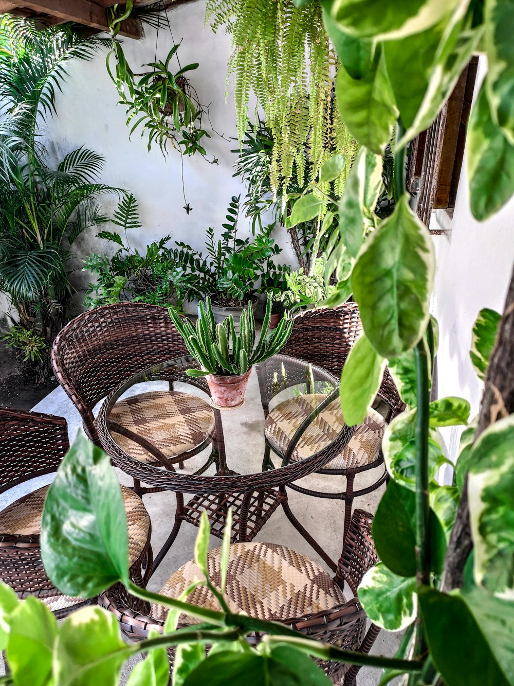 green plant on brown wooden table