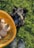 A small black dog is playfully reaching up towards a wicker basket filled with mushrooms. The setting is outdoors on green grass, and a pair of black, mud-splattered boots are visible at the bottom of the image.