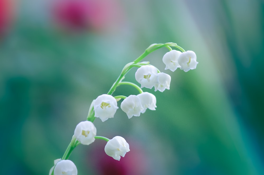 white flower in tilt shift lens