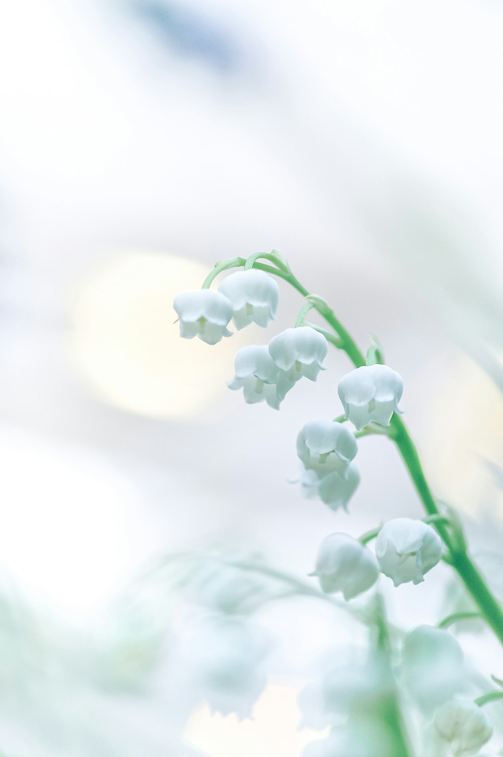 white flower buds in tilt shift lens