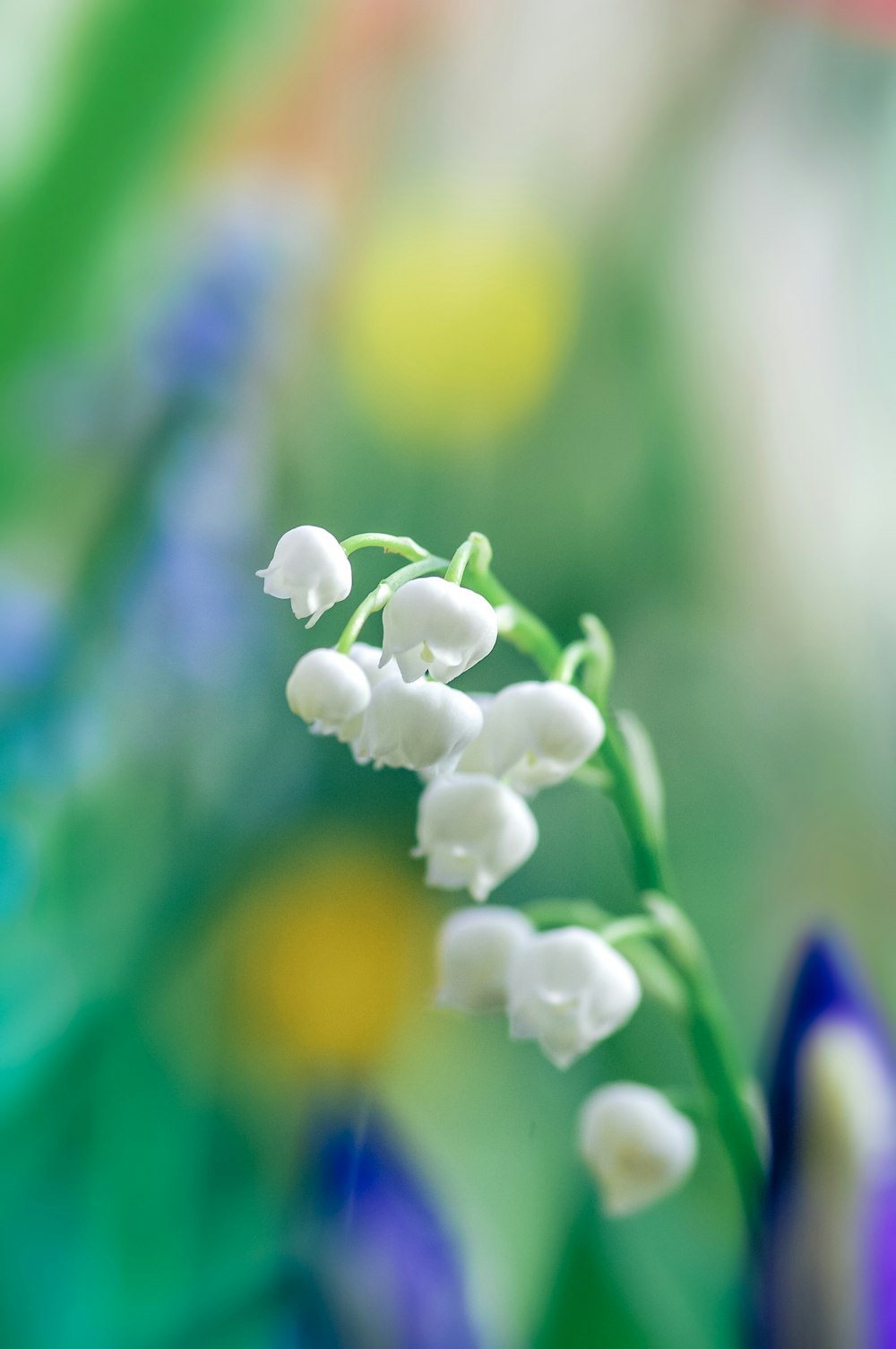 white flower buds in tilt shift lens