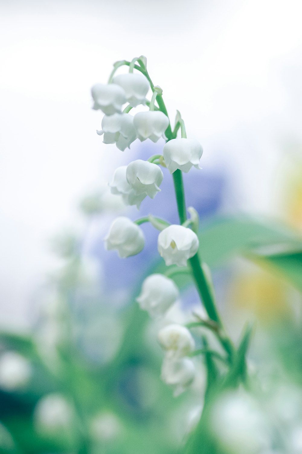 white flower in tilt shift lens