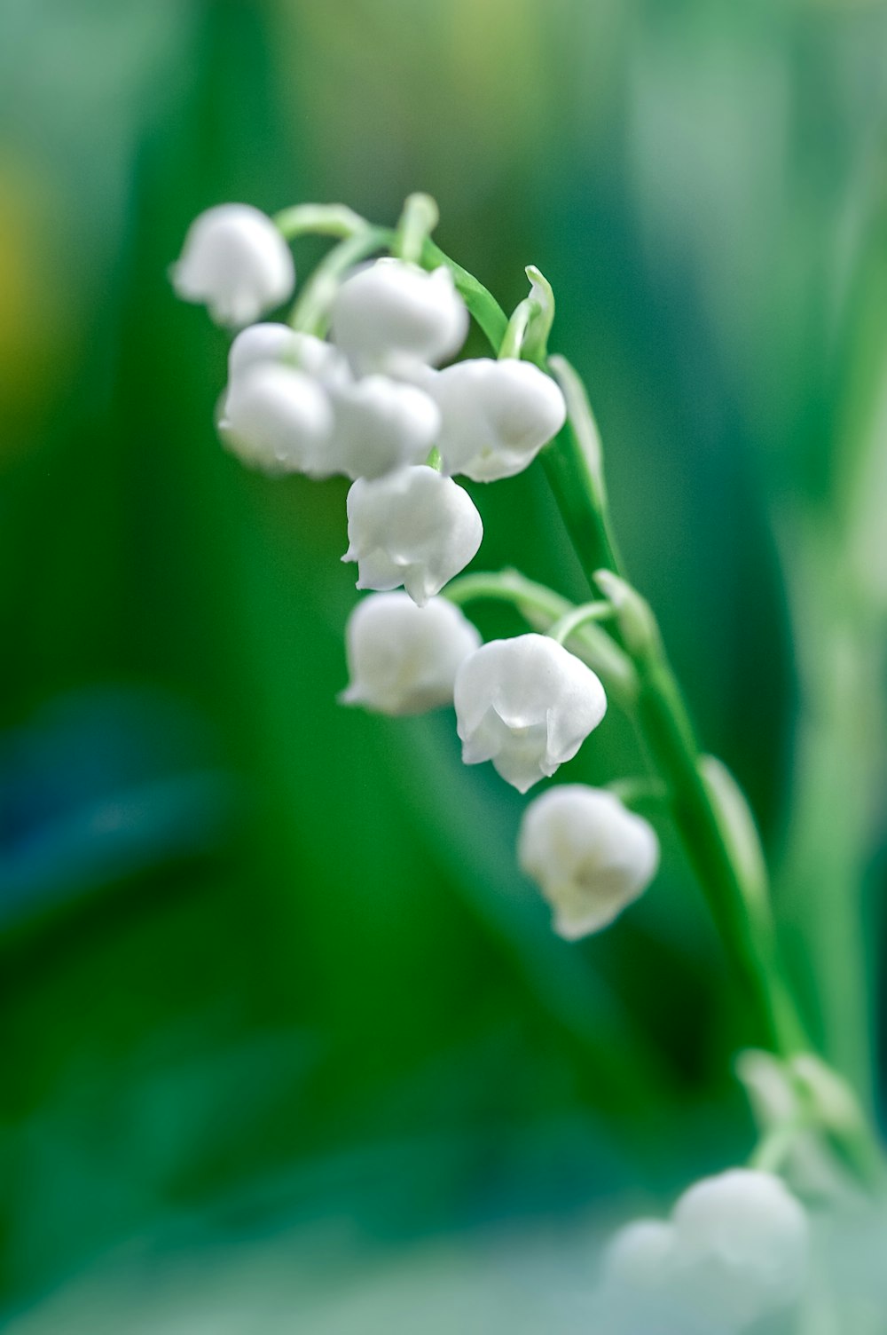 white flower in close up photography