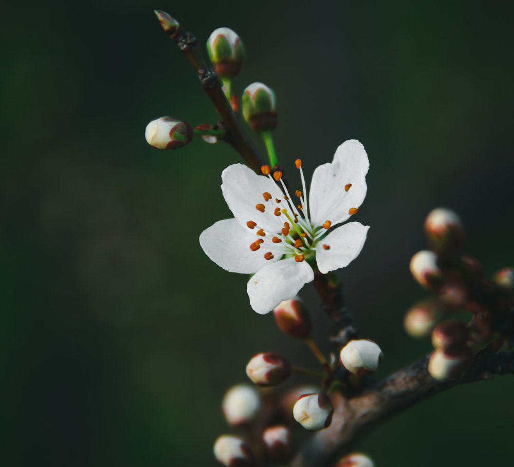 white cherry blossom in close up photography