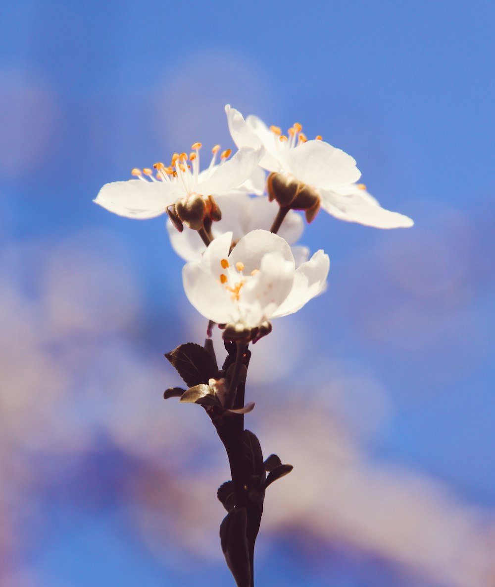 white and yellow flower under blue sky during daytime