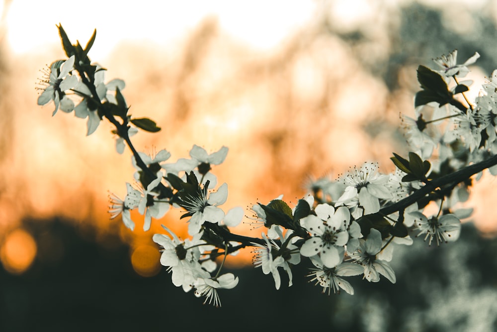 white flowers in tilt shift lens