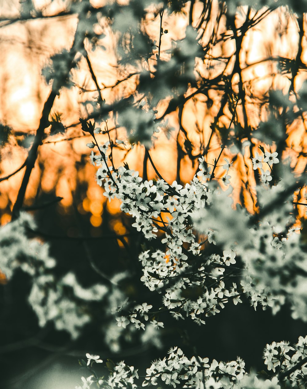 white flowers in tilt shift lens