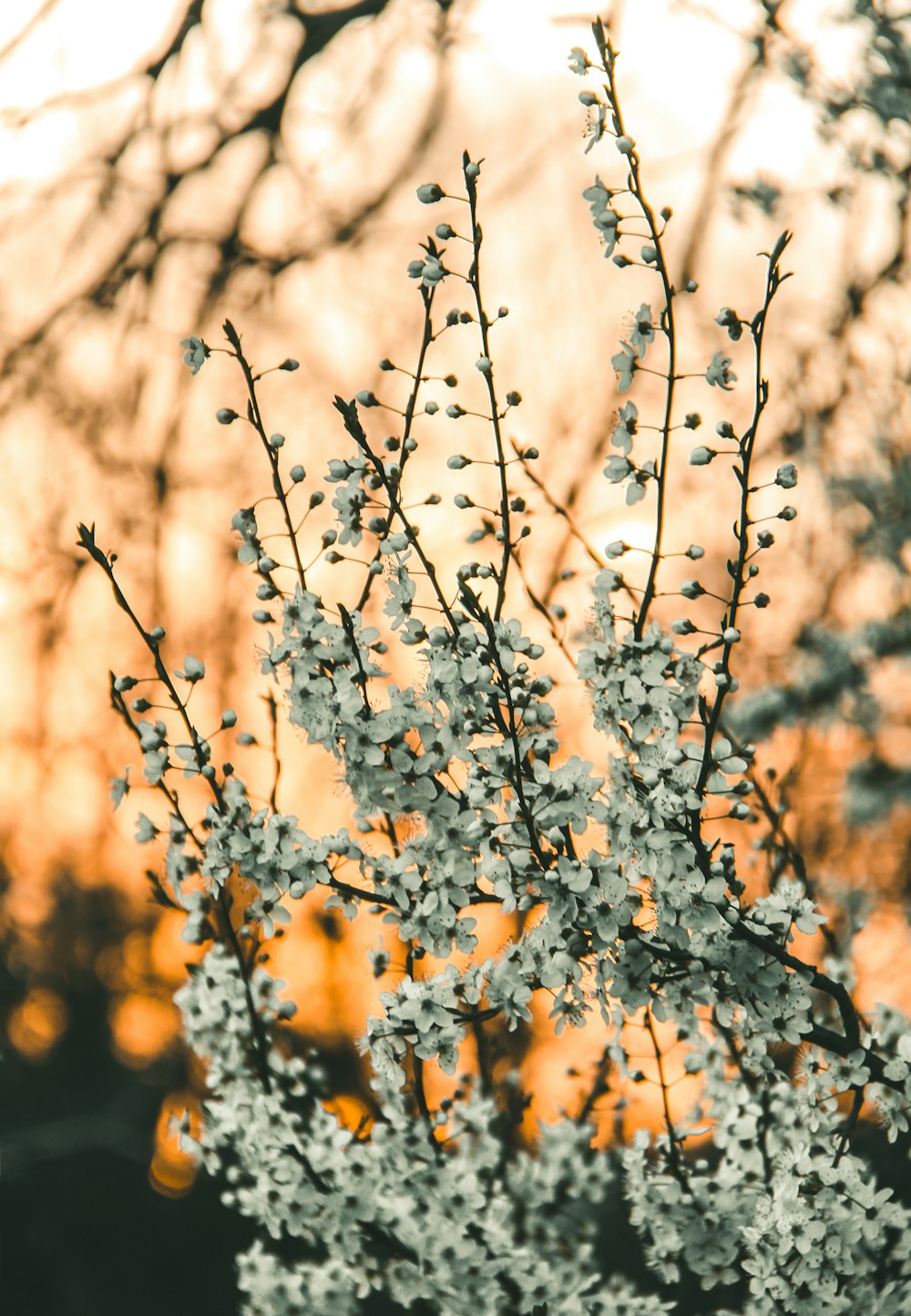 brown tree with white flowers