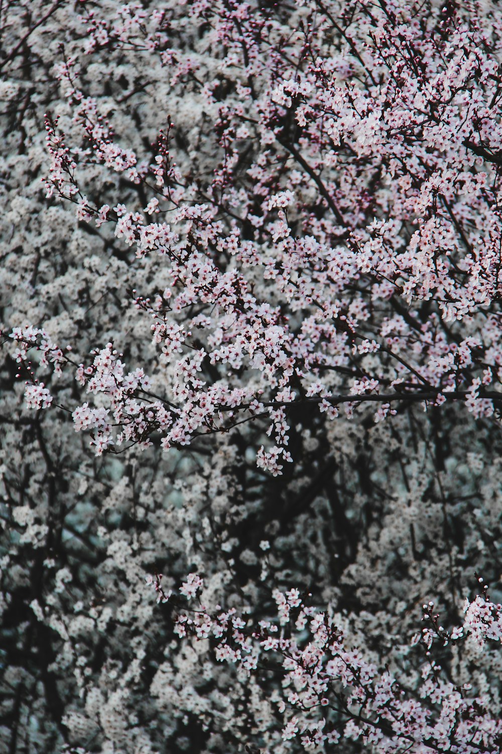 pink cherry blossom tree during daytime