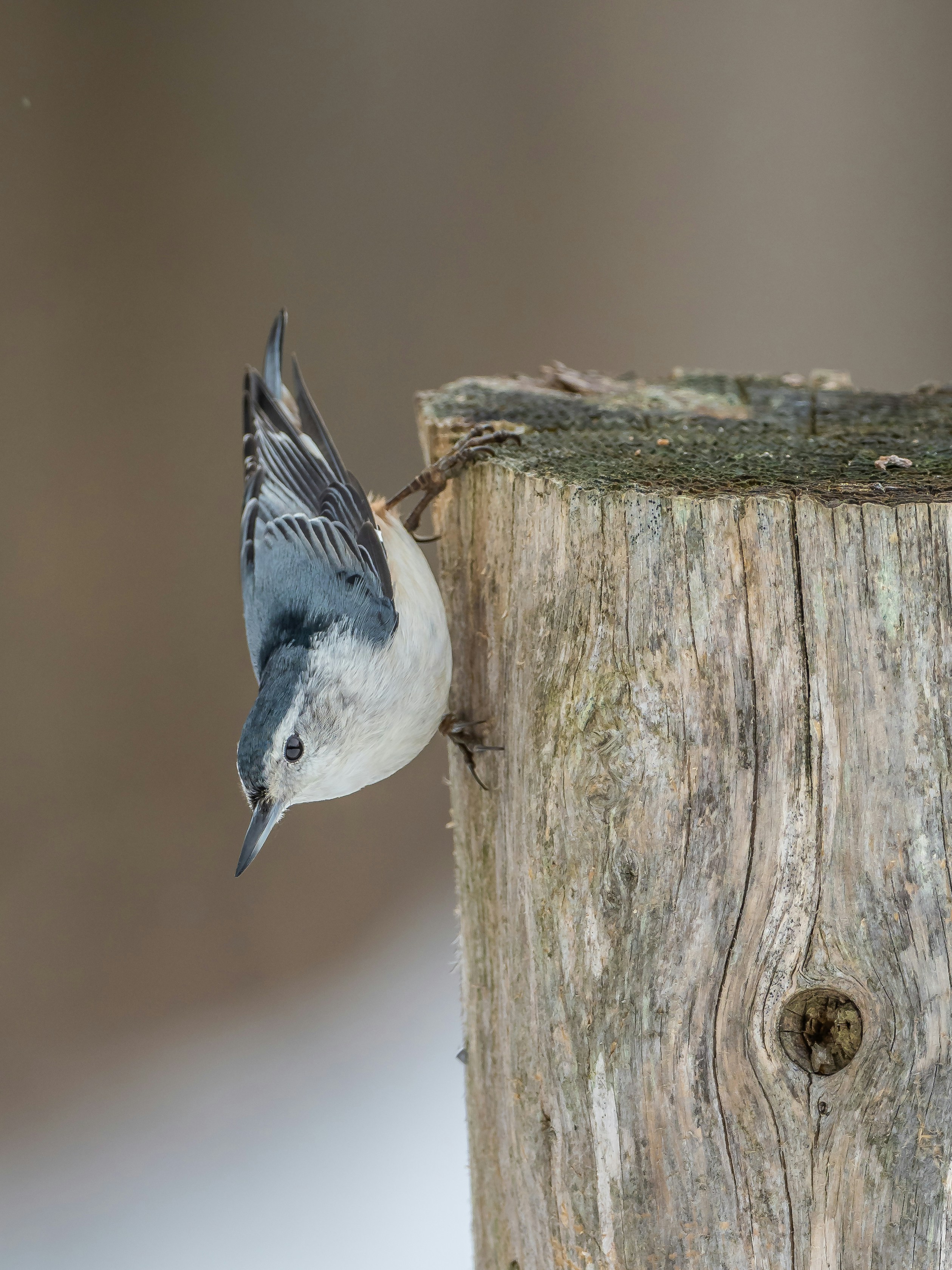 white and gray bird on brown wooden tree trunk