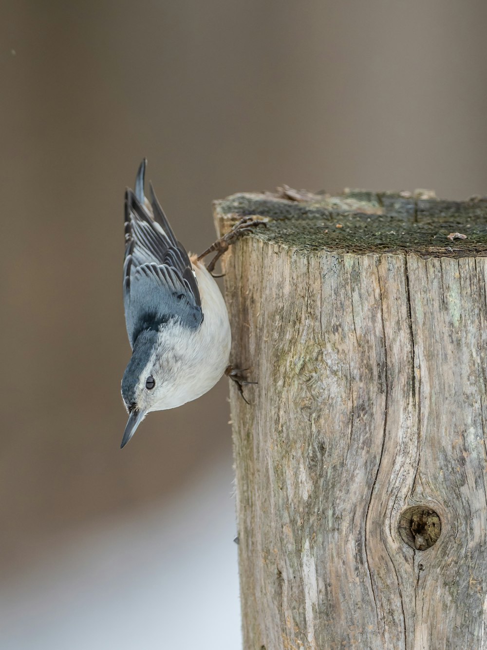white and gray bird on brown wooden tree trunk