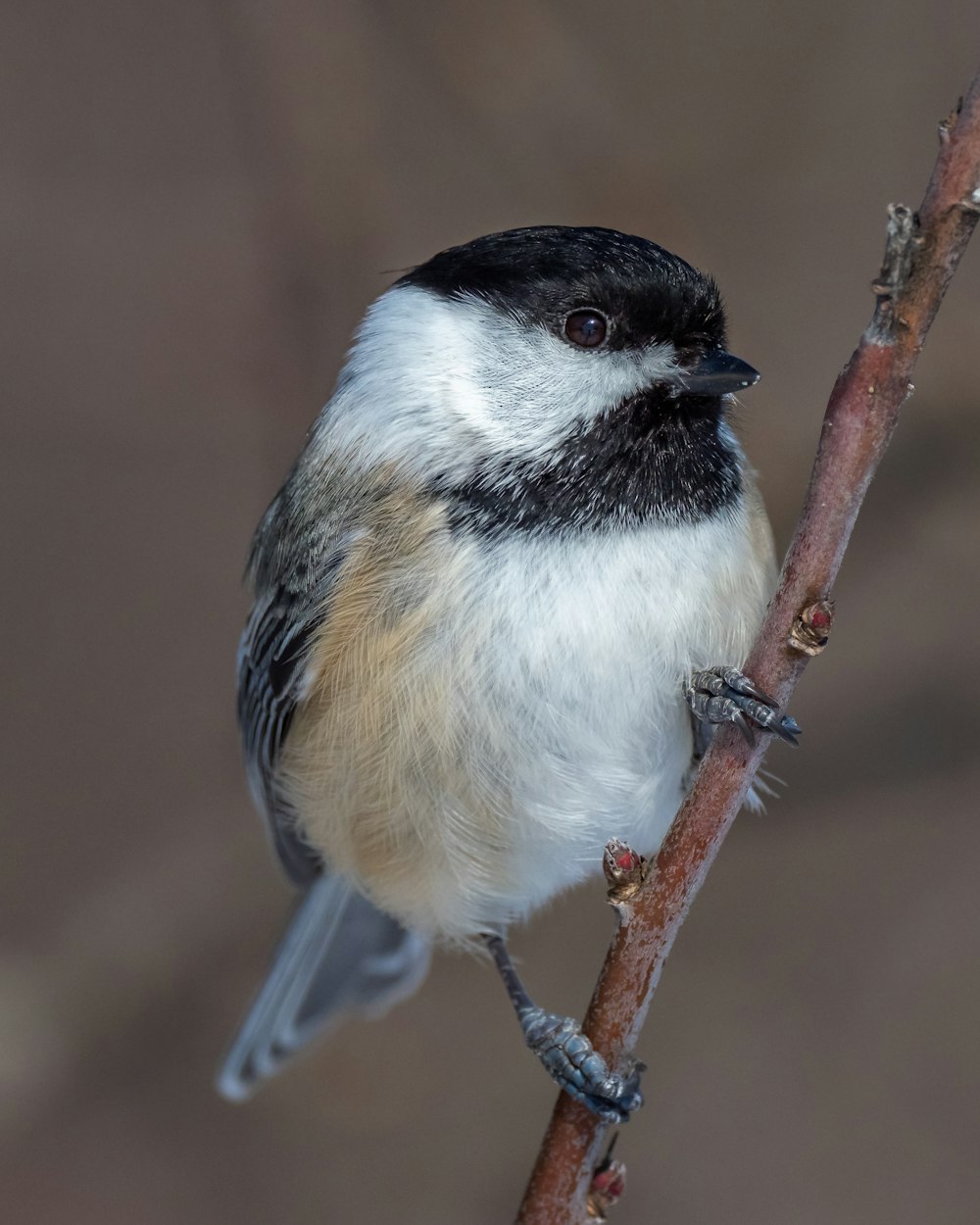 white and black bird on brown tree branch