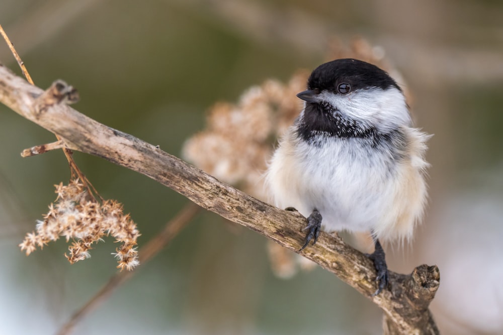 white and black bird on brown tree branch