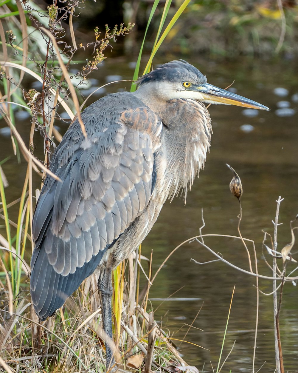 grey heron flying over the lake during daytime