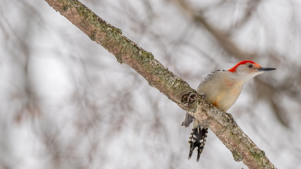 white and brown bird on tree branch