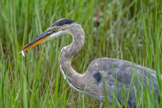 grey heron on green grass field during daytime