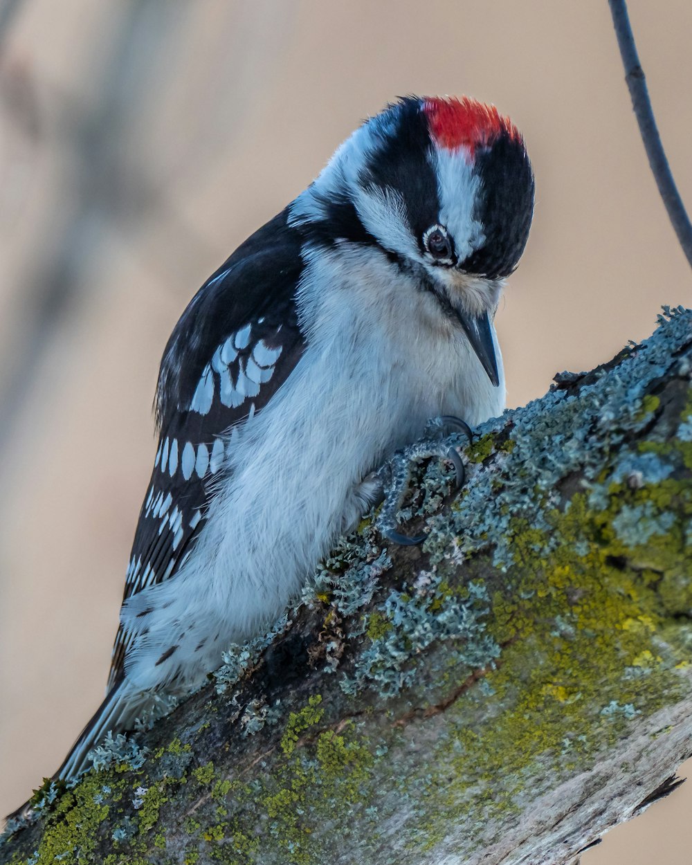 blue and white bird on tree branch