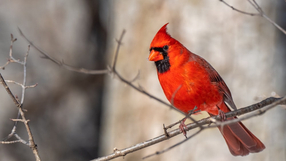 red cardinal perched on tree branch