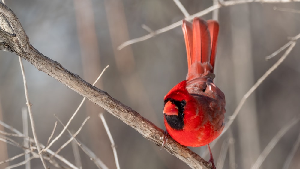 red cardinal perched on brown tree branch during daytime