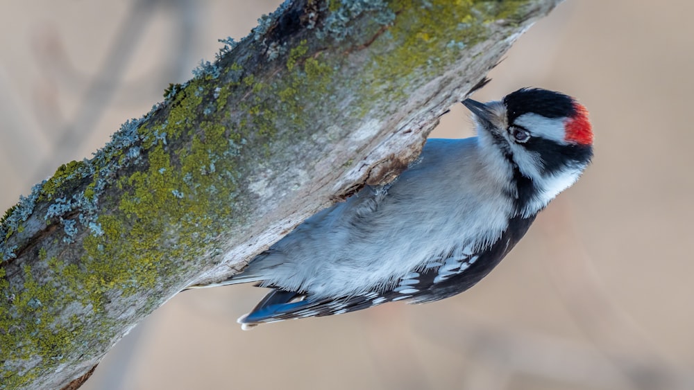 blue and black bird on tree branch