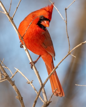 red cardinal perched on brown tree branch during daytime