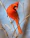 red cardinal perched on brown tree branch during daytime