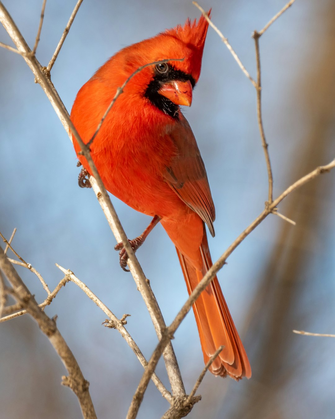 red cardinal perched on brown tree branch during daytime