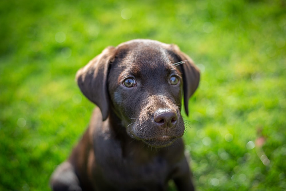chocolate labrador retriever puppy on green grass field during daytime