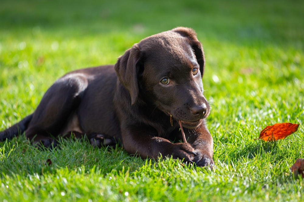 昼間、緑の芝生に横たわる黒いラブラドールレトリバーの子犬