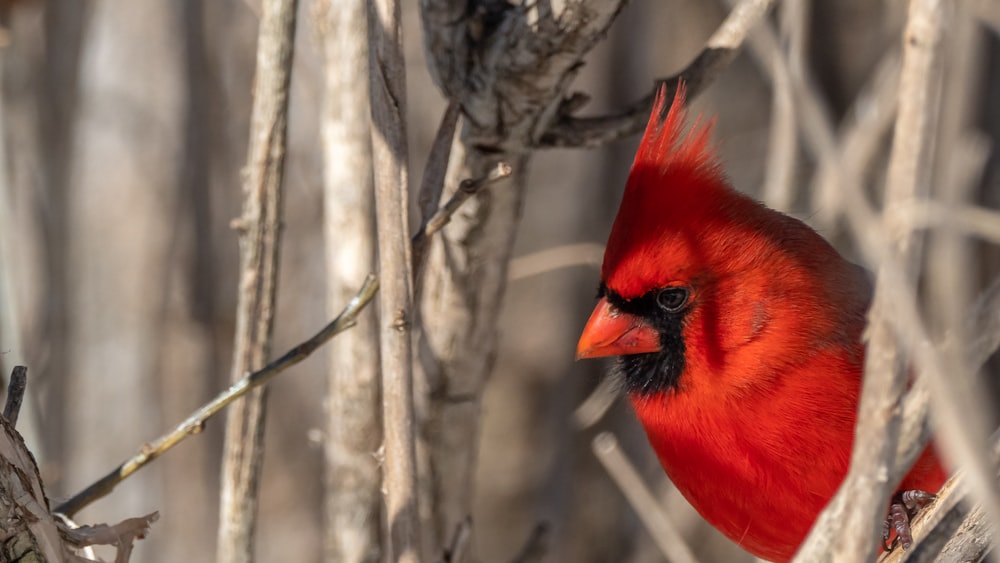 red cardinal perched on tree branch during daytime