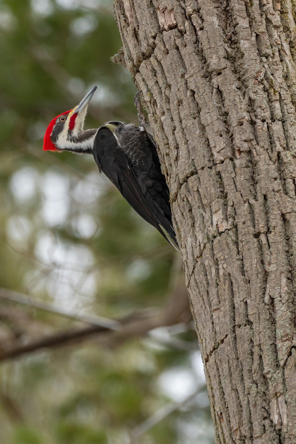 black and white bird on brown tree branch during daytime