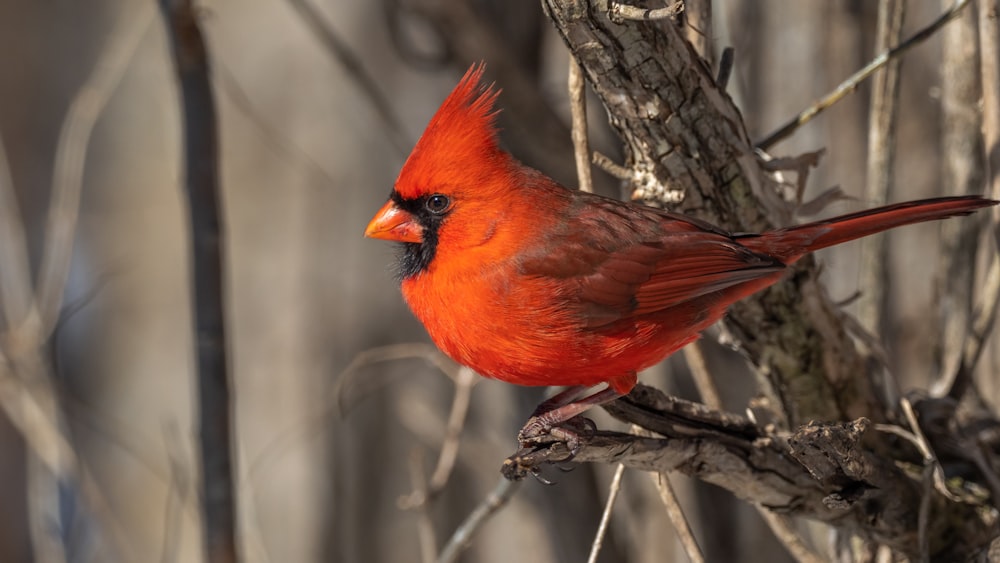 red cardinal perched on tree branch during daytime