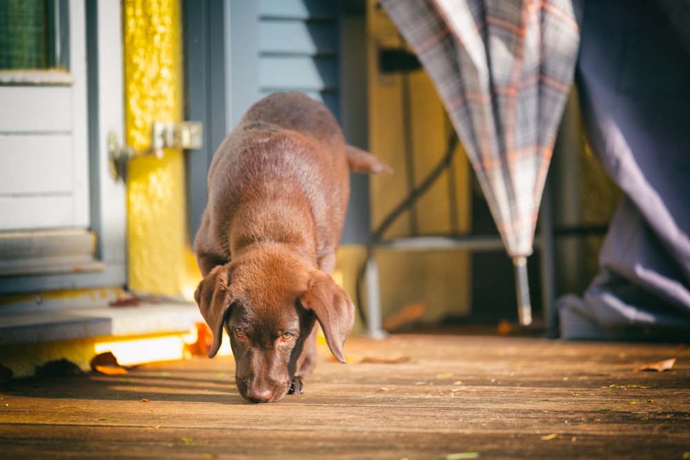 brown short coated dog on brown wooden floor