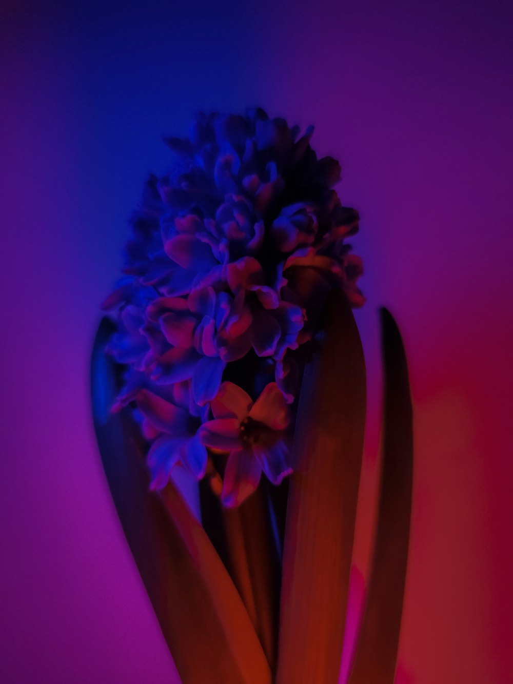 purple flower on yellow vase