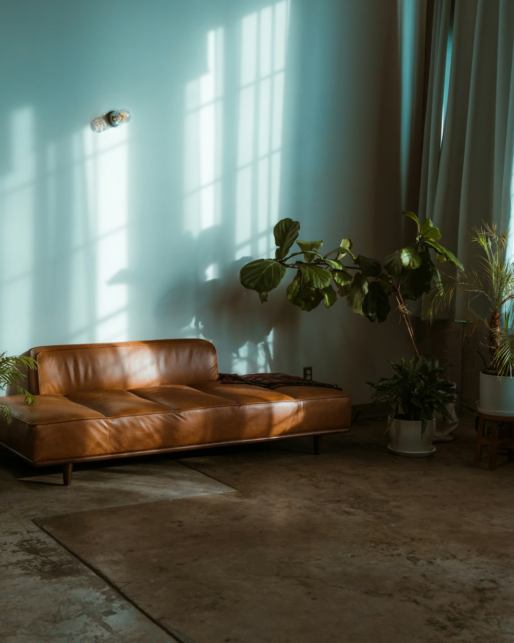 brown leather couch beside green potted plant